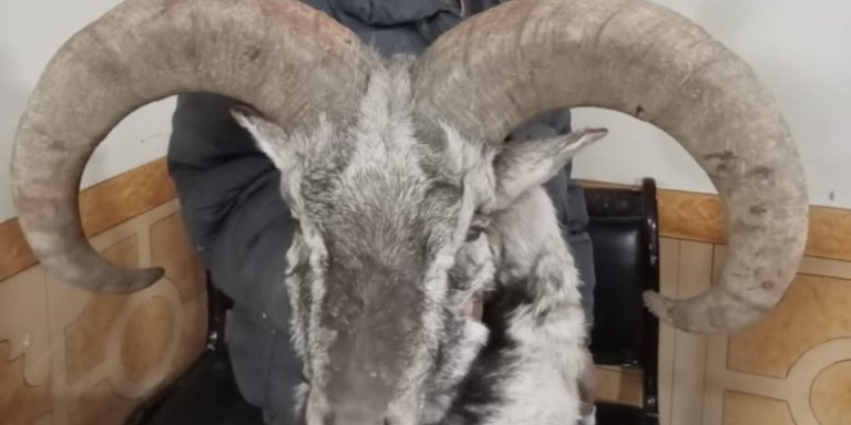 TROPHY HUNTING IBEX/BLUE SHEEP  IN PAKISTAN