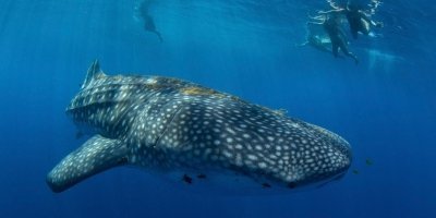 WHALE SHARK TOUR