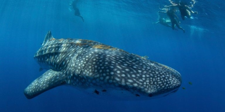 WHALE SHARK TOUR