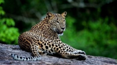 Visit sri Lanka 7 Days Round Trip