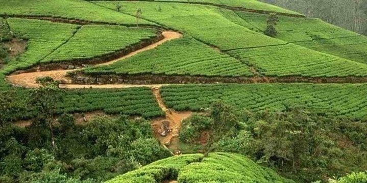 Ceylon Tea Tasting &  Tea Experience Trip from Colombo