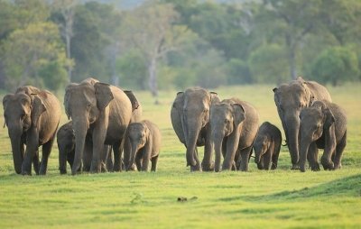 Udawalawe National Park | 4 hours private safari tour
