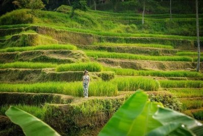 Ubud Highlight Guided Tour With Ticket