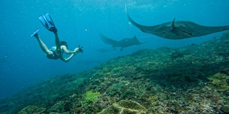 Snorkeling with Oceanic Manta Rays at Penida Island, Bali