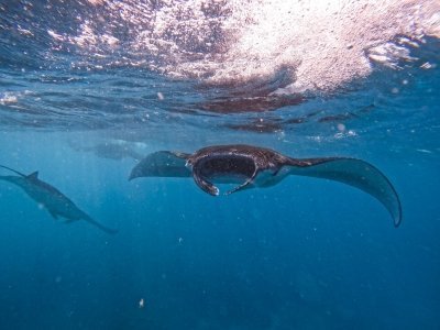 Snorkeling with Oceanic Manta Rays at Penida Island, Bali
