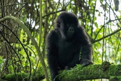 Gorilla Trekking Tour