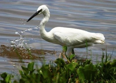 15 days Kenya Birding Safari