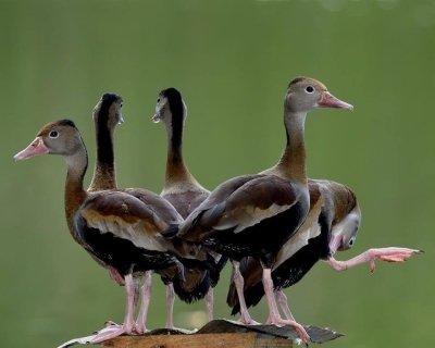 Bird Watching in Kenya