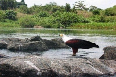 Africa Bird Watching & Wildlife Safari - 19 Daya