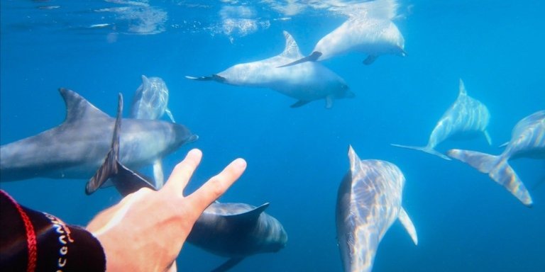 Wild Dolphin Swim