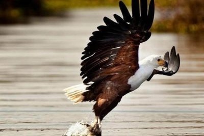 14 days Bird Watching Kenya Safari