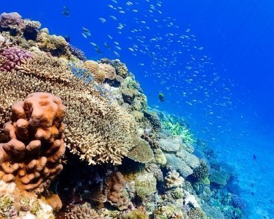 Private Group Scuba Tour -  Northern Okinawa - 3 Boat Dives + Lunch