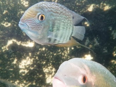 MUSA_Amazonian Museum Including Observation Tower and Guided Tour