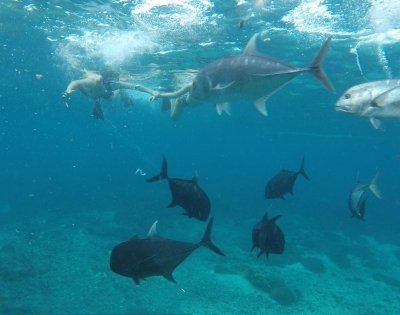 Nusa penida: Manta Rays Excursion,50% guarantee see Manta