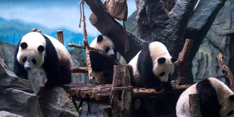Chengdu’s Natural Panda Paradise