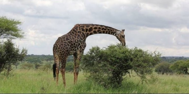Tanzania National Parks Safari
