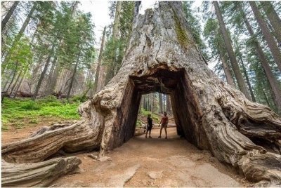 Private Full Day Yosemite National Park Tour from San Francisco