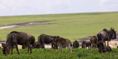 Tanzania Wildebeest Migration Safari
