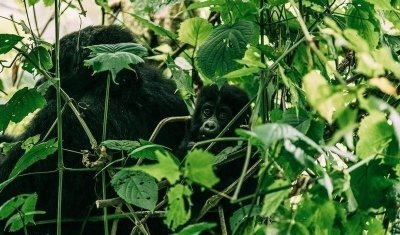 Bwindi Gorilla Trekking Bwindi Gorilla Trekking