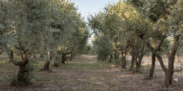 Olive oil experience - walk and tasting
