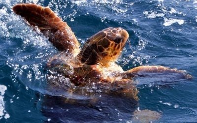 Green Turtle & Shark Bay, Sandboard & Tasting