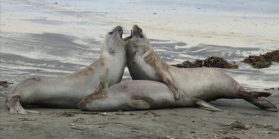 Peninsula Valdes adventure (Shore Excursion)