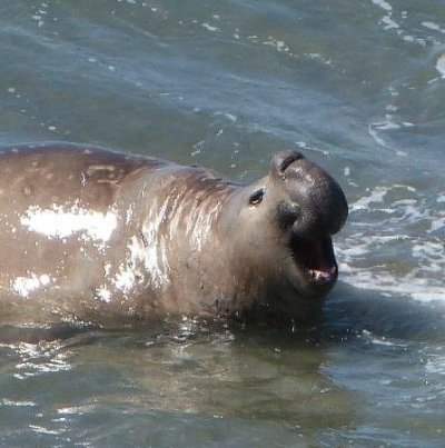 Peninsula Valdes adventure (Shore Excursion)