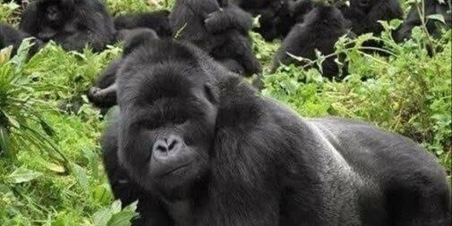 GORILLA TREKKING EXPERIENCE