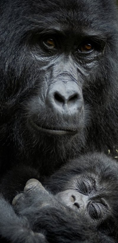 Great Gorilla Experience