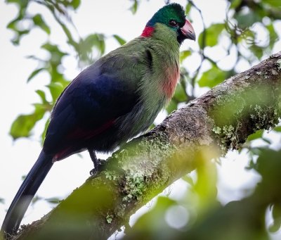 16 DAYS BIRDWATCHING AND WIDLIFE SAFARIS IN UGANDA AND RWANDA