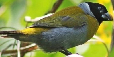 Birdwatching Adventure a Day in Kigali Rwanda