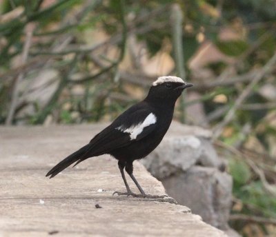 Birdwatching Adventure a Day in Kigali Rwanda