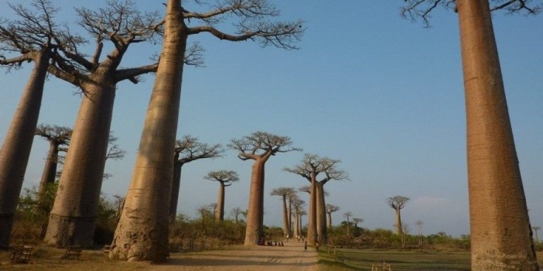 Baobabs Coast Tour