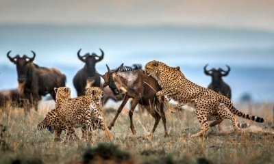 3-Days 2-Nights Masai Mara Budget 4WD Safari