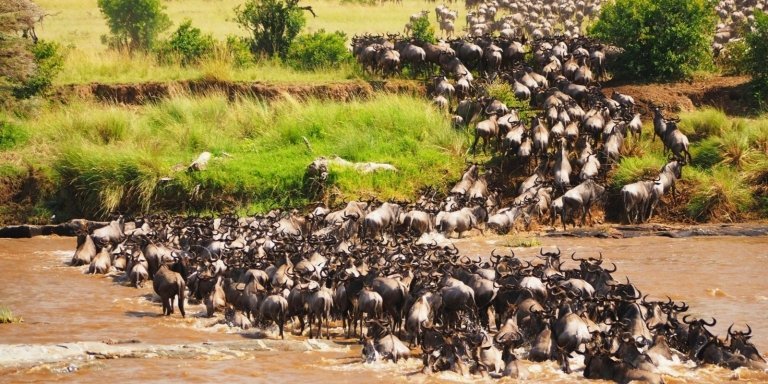 3-Days 2-Nights Masai Mara Budget 4WD Safari