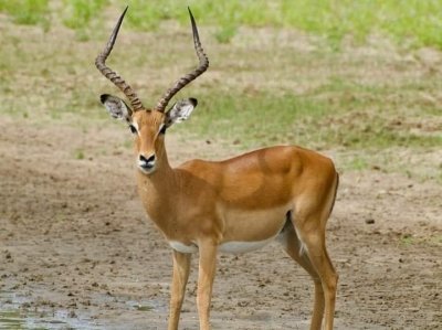 EXPERIENCE 3 DAYS 2 NIGHTS SAFARI TO MIKUMI NATIONAL PARK
