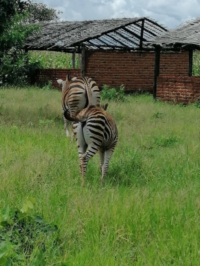Lake Malawi And Wildlife Tour