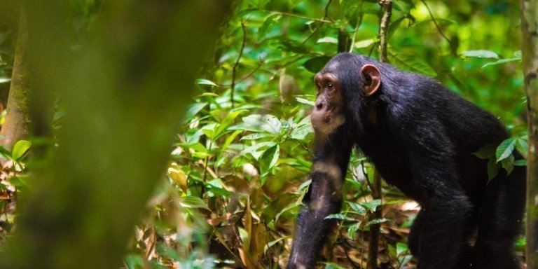 03 DAYS/02 NIGHTS CHIMPANZEE TRACKING AND BIGODI SWAMP WALK