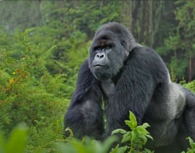 3 DAYS GORILLA TRACKING IN BWINDI IMPENETRABLE NATIONAL PARK
