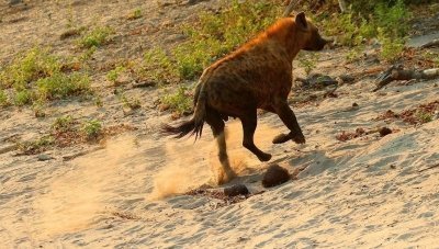 Chobe national park 3hr safari game drive (3pm)