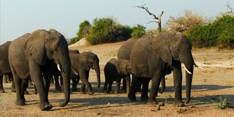 Chobe national park 3hr safari game drive (3pm)