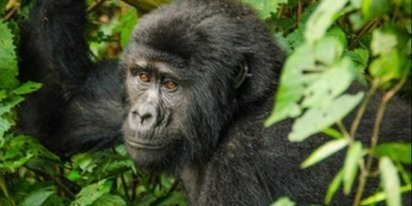 6days Gorilla and chimpanzee tracking (Kibale&Bwindi)