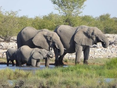 Chobe full day safari