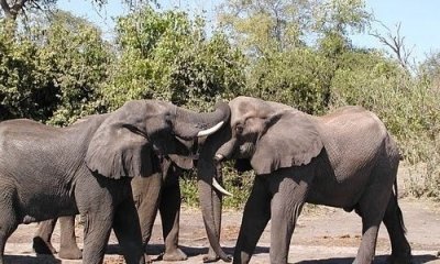 13 Days The best of Botswana to Victoria Falls