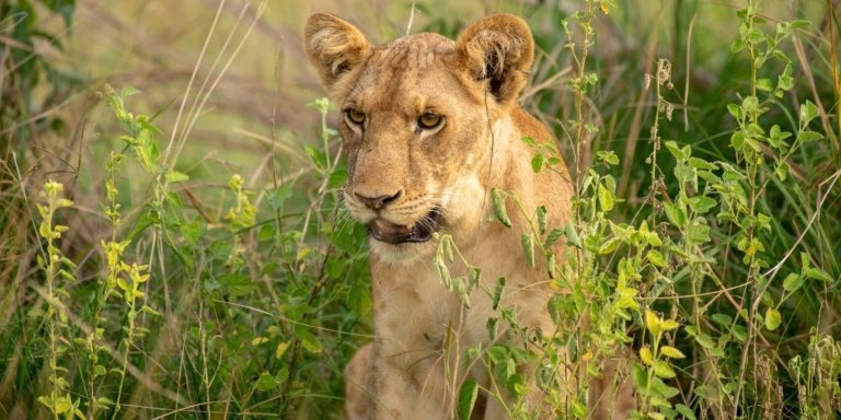 3-Day Trip to Murchison Falls Including Big5 Sighting.