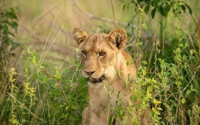 3-Day Trip to Murchison Falls Including Big5 Sighting.