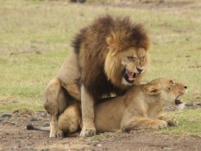 6 Days Experience Tanzania Lodge Safari.