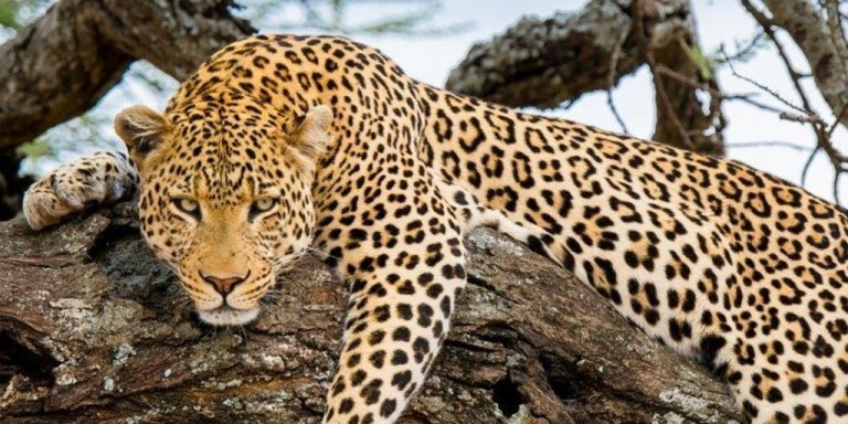 6 Days Experience Tanzania Lodge Safari.