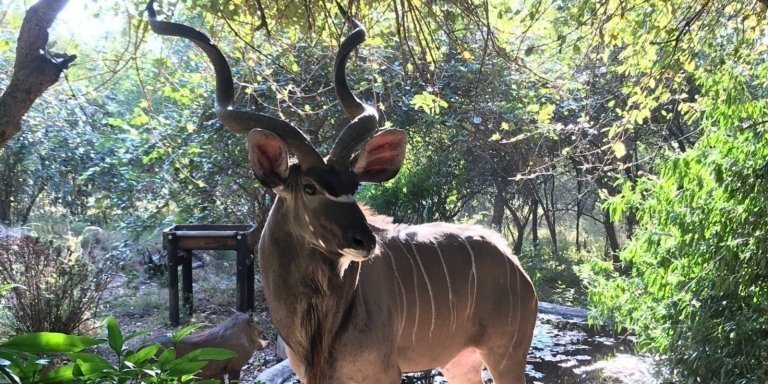 4 Day Budget Kruger Park Safari in South Africa