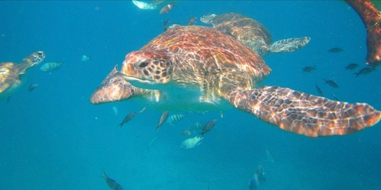 Swimming and Snorkeling Tour with Sea Turtles